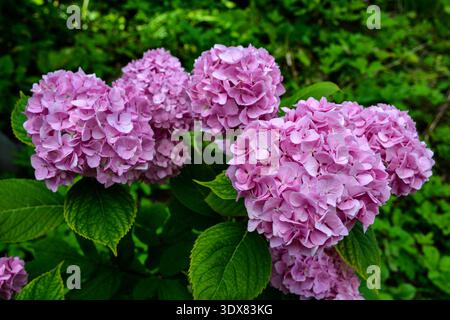Wunderschöne Blumen. Schönheit in der Natur. Hortensie macrophylla - schöner Busch von Hortensie Blumen in einem Blumenmarkt. Stockfoto