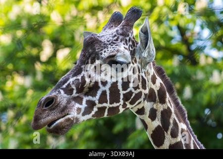 Nahaufnahme des Giraffen-Kopfes in natürlicher habita Stockfoto