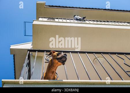 Deutscher Boxerhund steht auf Balkon und blickt unter hellblauem Himmel in sonniger Wohngegend Stockfoto
