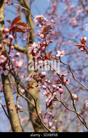 Kleine, wunderschöne rosa Kirschblüten auf den Zweigen eines Baumes warme Frühlingssaison in einem Stadtpark, das erste Laub und neue Kirschblüten, die auf dem Hut sind Stockfoto