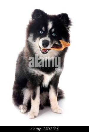 Pomsky und Snack vor weißem Hintergrund Stockfoto