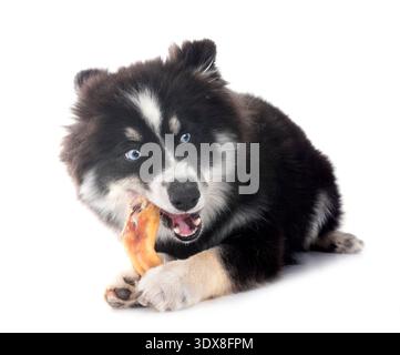 Pomsky und Snack vor weißem Hintergrund Stockfoto