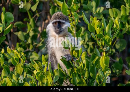 Grivet (Chlorocebus aethiopis) Stockfoto