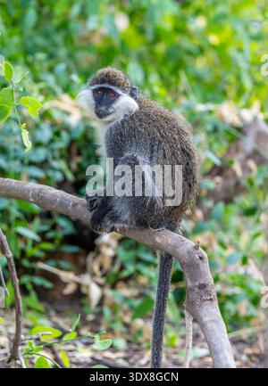 Grivet (Chlorocebus aethiopis) Stockfoto