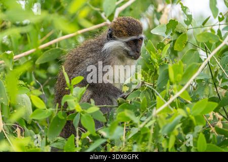 Grivet (Chlorocebus aethiopis) Stockfoto