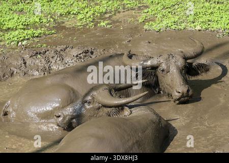 Wasserbüffel mit zwei Inhalten, die sich im Schlammbad entspannen, Wildtiere genießen die Natur. Großes Säugetier mit großen Hörnern suhlt sich glücklich in braunem, trübem Wasser und Schlamm Stockfoto