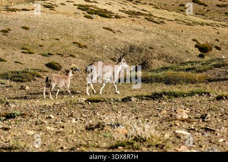 Ein blaues Schaf und sein Lamm wandern über einen felsigen, trockenen Berg oberhalb von KAZA, mit karger Vegetation, die auf dem sonnendurchfluteten, abfallenden Gelände sichtbar ist. Lahaul Stockfoto