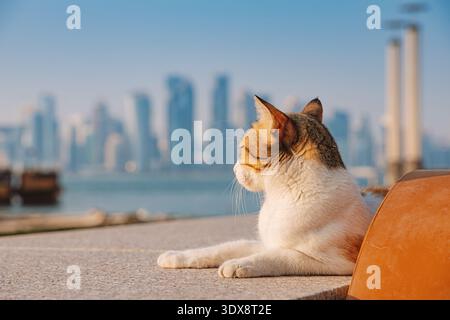 Katze beobachtet die moderne Skyline der Westbucht über dem ruhigen Wasser in Doha, Katar. Über urbanes Leben und Natur nachdenken Stockfoto