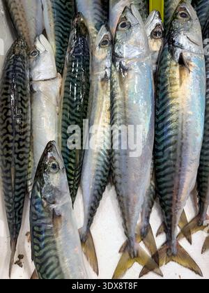 Frisch gefangene Makrele auf dem Fischmarkt Stockfoto