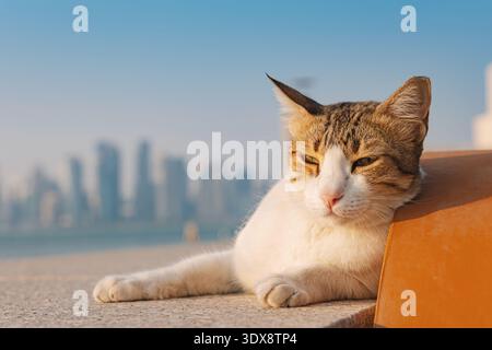 Katze beobachtet die moderne Skyline der Westbucht über dem ruhigen Wasser in Doha, Katar. Über urbanes Leben und Natur nachdenken Stockfoto