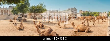 1. Dezember 2025, Doha, Katar: Kamele stehen und ruhen auf sandigem Boden auf einem traditionellen Markt im Nahen Osten Stockfoto