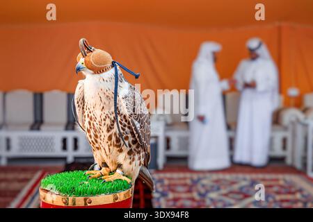 Falke sitzt auf einem Barsch, trägt eine Kapuze, mit zwei arabischen Männern in traditioneller Kleidung, die im Hintergrund verschwimmen Stockfoto