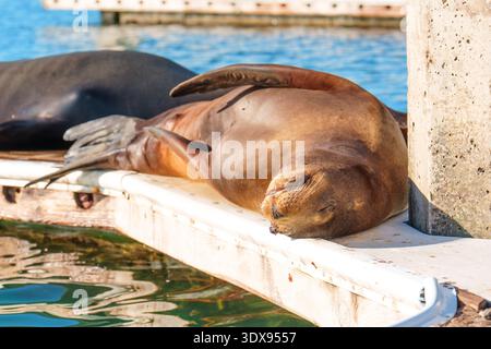 Kalifornischer Seelöwe, der sich an einem Pier in Oceanside, Kalifornien, sonnt. Nahaufnahme des Meeressäugetieres, das an einem sonnigen Tag im Hafen nahe der bl ruht Stockfoto