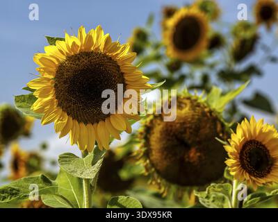 Wunderschöne Sonnenblumen in voller Blüte, die das Wesen des Sommers vor einem klaren blauen Himmel einfangen Stockfoto
