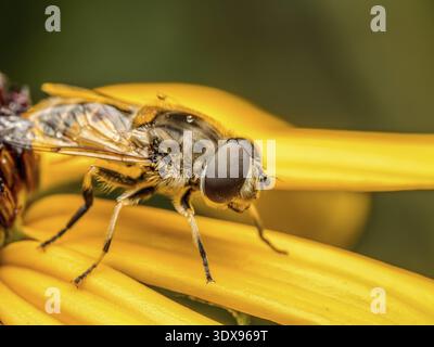 Nahaufnahme einer europäischen Drohnenfliege, die auf gelben Blütenblättern sitzt Stockfoto