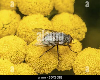 Nahaufnahme einer europäischen Drohnenfliege, die auf einer tansy-Blume sitzt Stockfoto