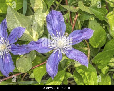 Clematis Justa Blume in Blüte von oben geschossen Stockfoto