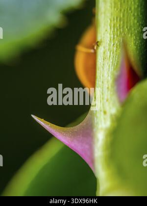 Nahaufnahme von Rosendornen Stockfoto