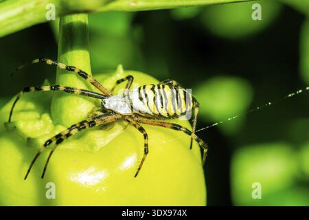 Spinne auf einem Blatt. Gelb gestreifte Wasp Spinne - Argiope bruennichi - draußen in der Natur, auch Zebra, Tiger, Seidenband auf Garden Paprika, Pfeffer genannt Stockfoto