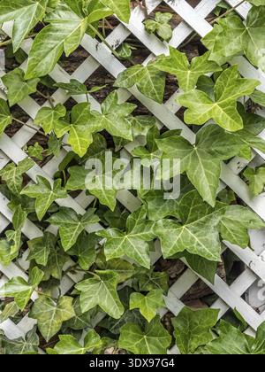 Efeu an Spalier Stockfotografie - Alamy