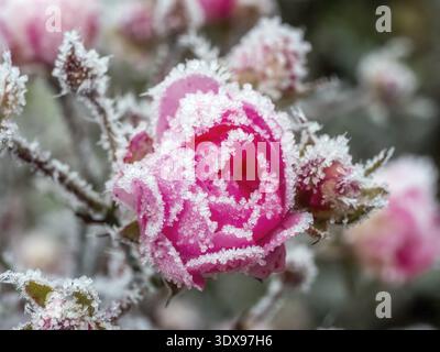 Nahaufnahme mit roter Rosenknospe Stockfoto
