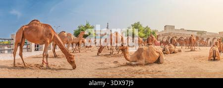 Kamele stehen und ruhen auf sandigem Boden in einem traditionellen Mittleren Osten Markthafen in Doha Stockfoto