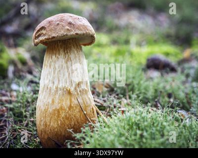 Bucht Steinpilzen Pilzzucht im Wald Stockfoto