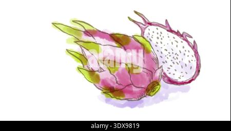 Aquarellzeichnung einer Pitahaya oder Drachenfrucht der Gattung Hylocereus, beide in der Familie Cactaceae auf weiß Stockfoto
