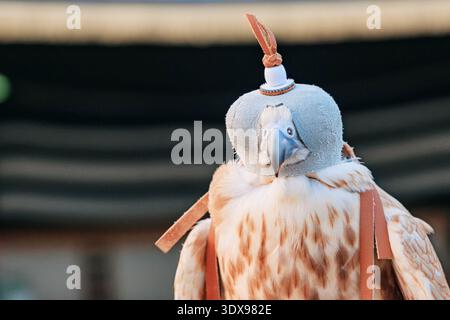 Ausgebildeter Falke mit traditioneller Lederhaube, die alte Jagdkunst der Falknerei praktiziert Stockfoto
