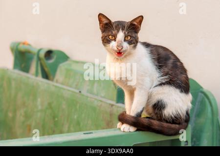 Streunende Katze auf einem grünen Müllcontainer, die den Zuschauer mit offenem Mund direkt ansieht und die urbane Tierwelt und das Überleben vermittelt Stockfoto