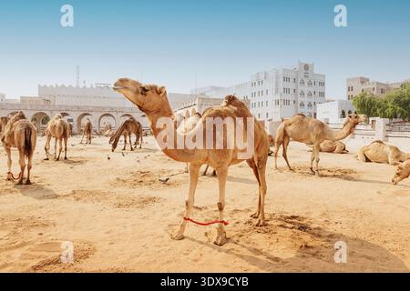 1. Dezember 2025, Doha, Katar: Kamele stehen und ruhen in einem Sandgehege, Teil des traditionellen Souq Waqif Markts Stockfoto