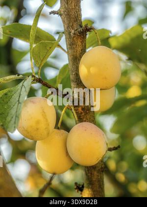 Nahaufnahme von Reifen Mirabellen, die auf dem Baum Reifen Stockfoto