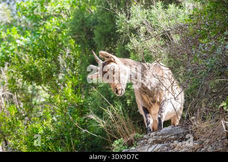 Ein wilder iberischer Steinbock, der durch grüne mediterrane Sträucher in den Bergen von Montserrat schaut. Nahaufnahme einer einheimischen Bergziege in ihrer natürlichen Gewohnheit Stockfoto