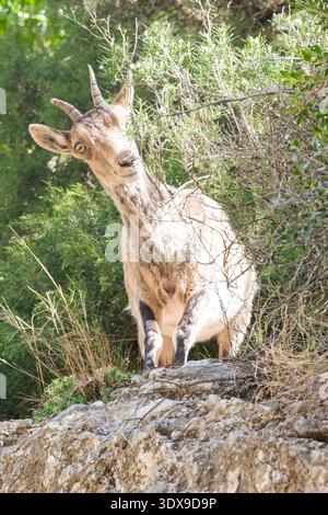 Ein wilder iberischer Steinbock, der durch grüne mediterrane Sträucher in den Bergen von Montserrat schaut. Nahaufnahme einer einheimischen Bergziege in ihrer natürlichen Gewohnheit Stockfoto