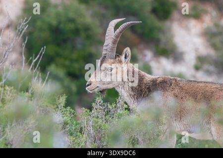 Ein Profilporträt eines männlichen iberischen Steinbocks mit großen gebogenen Hörnern zwischen grünen Büschen. Gestochen scharfe Tieraufnahmen in den zerklüfteten Montserrat Bergen von Stockfoto