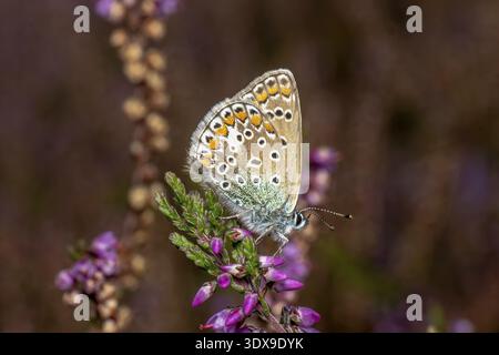 Blauer Schmetterling (Polyommatus icarus), Heidekraut (Calluna vulgaris), sitzend mit geschlossenen Flügeln auf einer Blume, Niedersachsen, Deutschland Stockfoto
