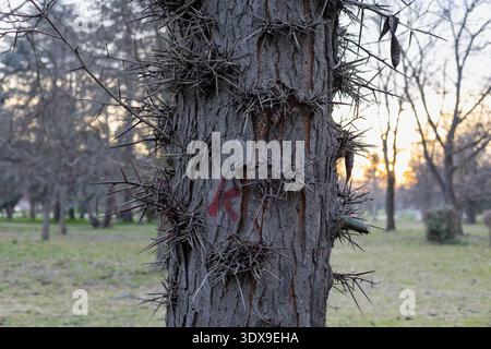 Nahaufnahme eines Honig-Heuschreckenbaums, bedeckt mit scharfen Abwehrdornen. Ein strukturierter natürlicher Hintergrund mit botanischem Schutz bei Sonnenuntergang in A Stockfoto