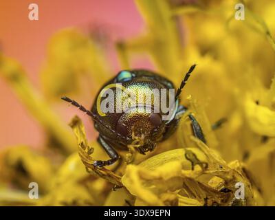 Detaillierte Makroansicht eines Kupferkäfers, der inmitten leuchtend gelber Blumenblätter sitzt Stockfoto