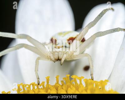 Makrofoto mit einer detaillierten Ansicht einer Whitedeath Crab Spider, die auf einer Gänseblümchenblume thront Stockfoto