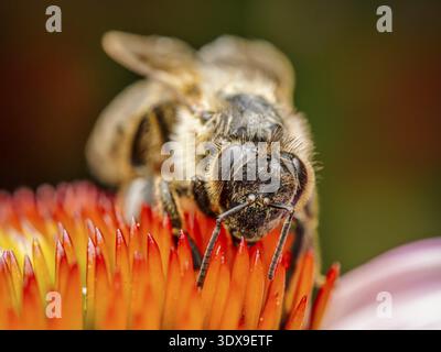 Nahaufnahme von Honigbienen bestäubenden Echinacea-Blüten Stockfoto