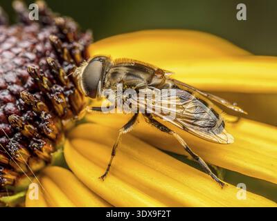 Nahaufnahme einer europäischen Drohnenfliege, die auf gelben Blütenblättern sitzt Stockfoto