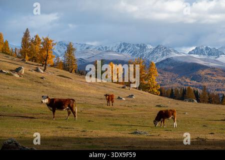 Herbstliche Berglandschaft mit weidenden Rindern, lebendigen Herbstbäumen und schneebedeckten Gipfeln in der Ferne. Stockfoto