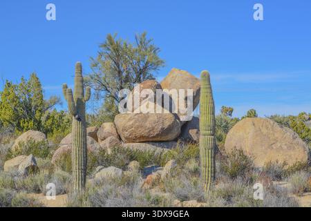 Saguaro Cactus (Carnegie Gigantea) in der bergigen Region des Mohave County in der Sonoran-Wüste. Arizona USA Stockfoto