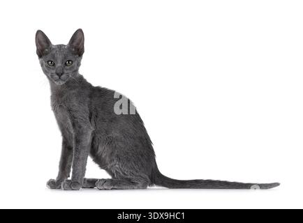 Wunderschönes und seltenes blaues Savannah-Katzenkätzchen, seitlich sitzend. Blick direkt auf die Kamera. Isoliert auf weißem Hintergrund. Stockfoto