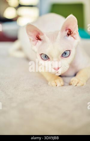 Sphynx Devon Rex Katze Nahaufnahme. Porträt eines Haustiers. Die Katze spielt mit dem Besitzer zu Hause auf dem Bett. Schöne blaue Katzenaugen. Exotische Katzenrasse. Tier mit kurzen Haaren. Stockfoto