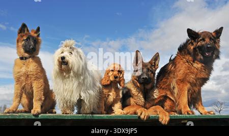 Fünf Hunde und Welpen liegen und sitzen auf einem Tisch || Model freigegeben Stockfoto