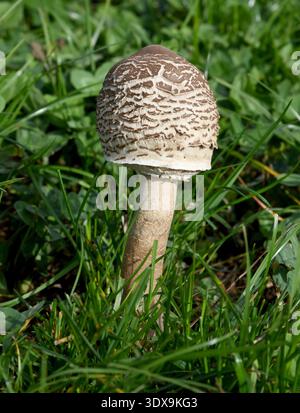 Parasolpilz, Macrolepiota procera, auch Schirmpilz genannt, ist ein guter Speisepilz der auf Wiesen und im Wald waechst. Der Sonnenschirmpilz, Macrolepiota procera, auch Regenschirmpilz genannt, ist ein guter Speisepilz, der auf Wiesen und in den Foren wächst Stockfoto