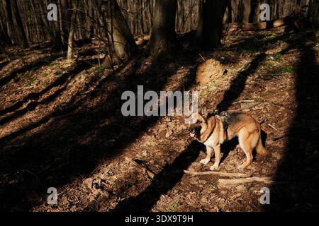 Deutscher Schäferhund, der im Sonnenlicht auf einem Waldboden in Fruska Gora, Serbien, steht. Waldlandschaft im Frühfrühling, die Stärke und Wachsamkeit einfängt Stockfoto