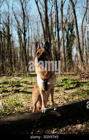 Deutscher Schäferhund auf einem gefallenen Baumstamm im Wald von Fruska Gora, Serbien. Outdoor-Porträt im Frühjahr, das Stärke, Balance und Loyalität betont Stockfoto