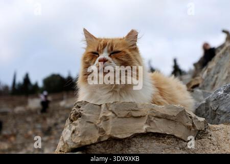 Ingwerkatze ruht auf den Felsen in der Türkei Stockfoto